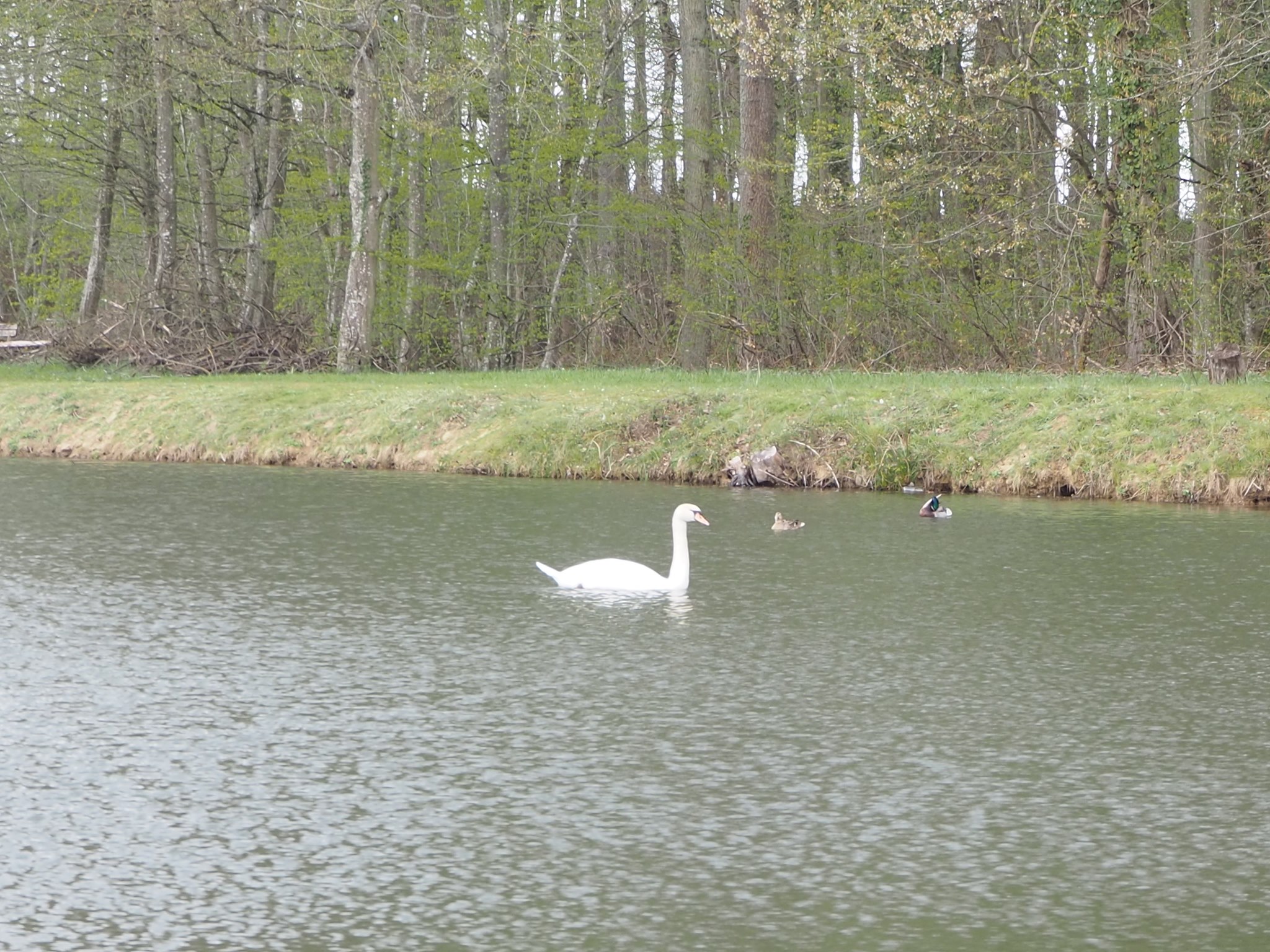 Alevinage de poissons à l’étang de la Claire Forêt.